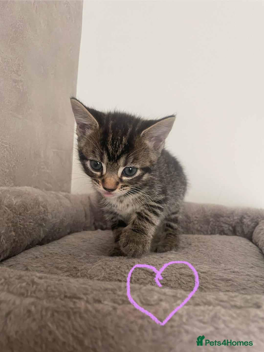British Shorthair cats for sale: Grey and black tabby kittens 🌻 - Image 5