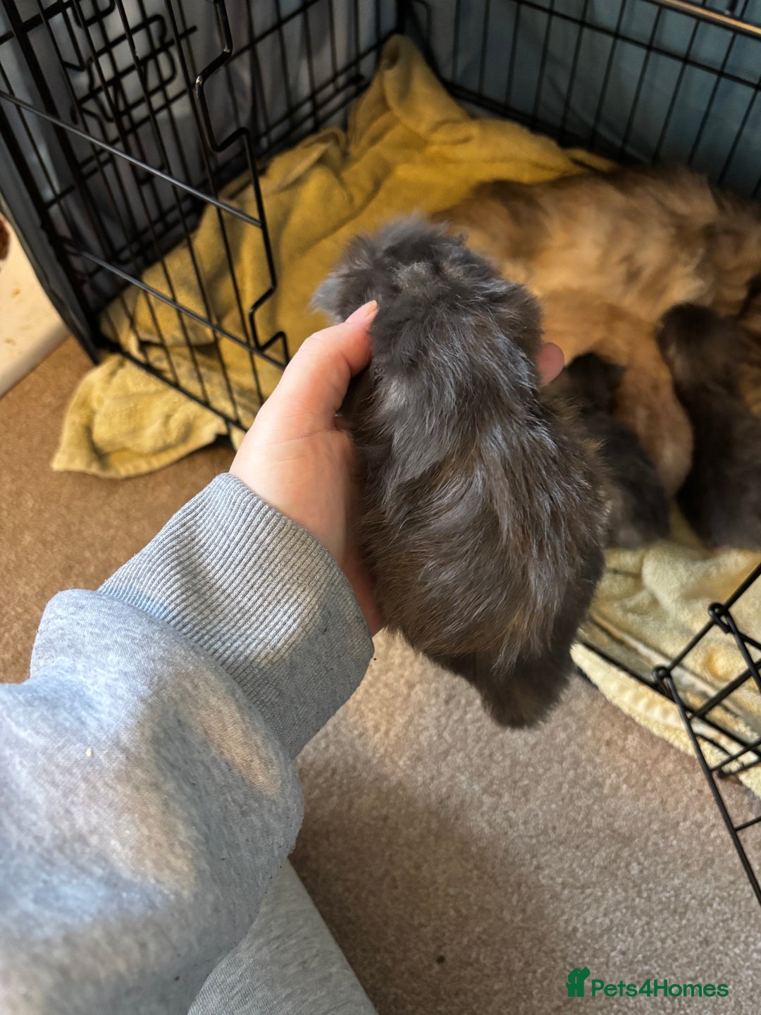 Maine Coon cats for sale: 5 Maine coon babies  - Advert 15