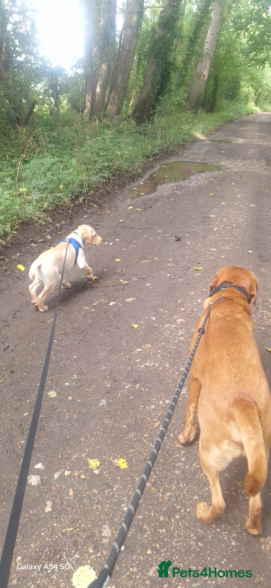 Labrador Retriever dogs for sale: Must go together  - Advert 10