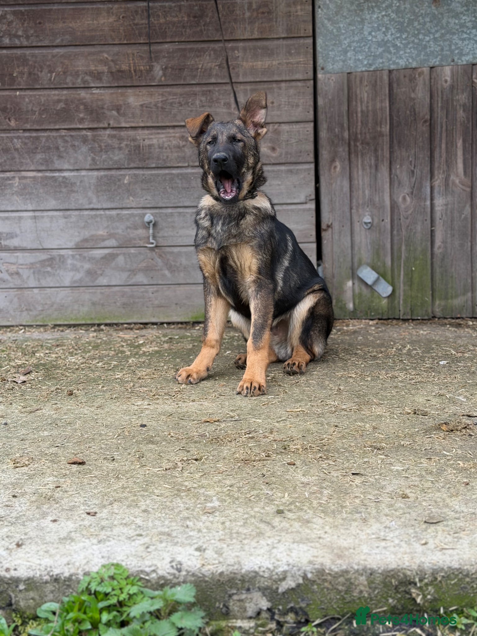 German Shepherd dogs Zeus: Stunning KC Reg German Shepherd (Sable) - Advert 2