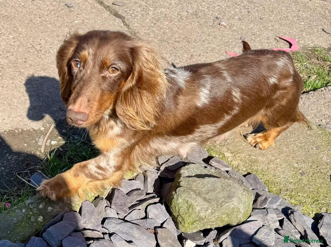 Doxiepoo dogs for sale: Beautiful Doxiepoo puppies  - Advert 41