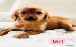 Labradoodle dogs for sale: Gorgeous F1 Labradoodle puppies  - Image 3