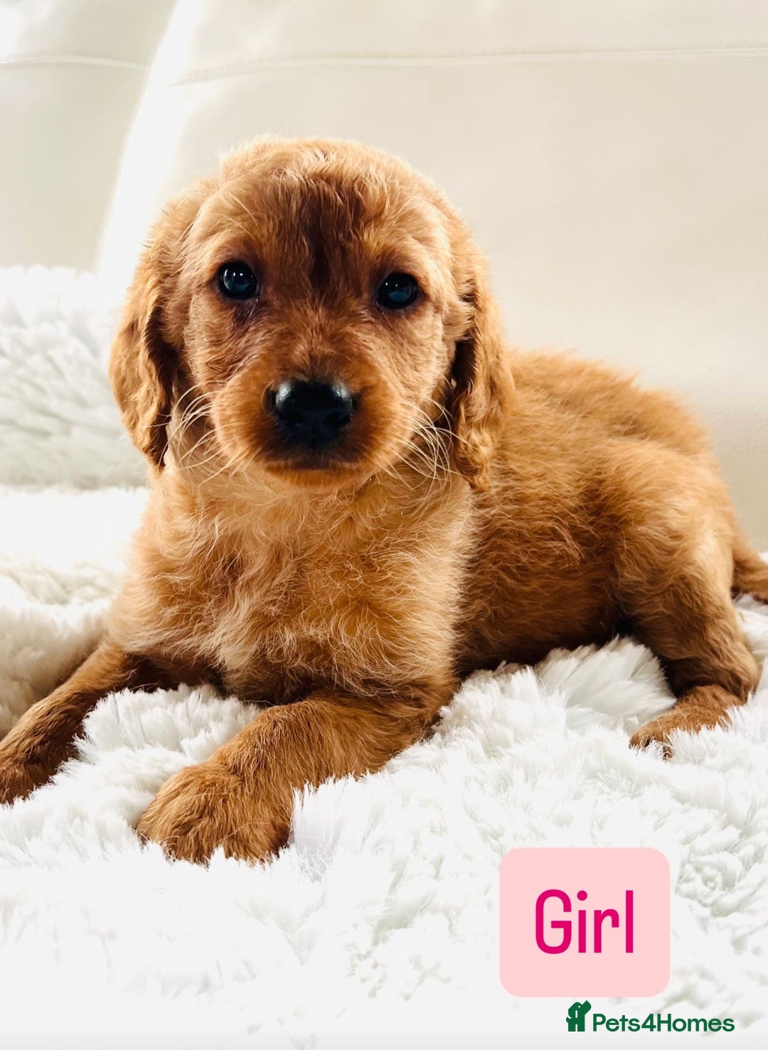 Labradoodle dogs for sale: Gorgeous F1 Labradoodle puppies  - Image 3