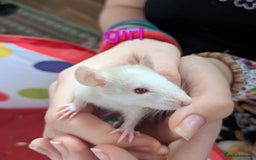 Rat rodents for sale: Dumbo rats - Image 4