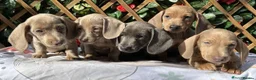Dachshund dogs for sale: QUALITY SOLID COLOUR MINI DAXIS KC REG - Advert 10