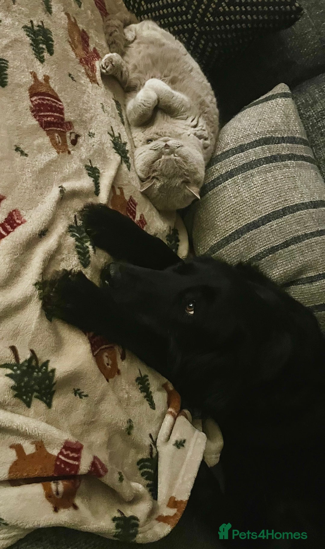 British Shorthair cats for sale: Lilac British Shorthair re-homing as only female  - Image 8