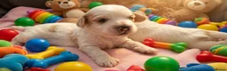 Mixed Breed dogs for sale: Hybrid dogs - Advert 16
