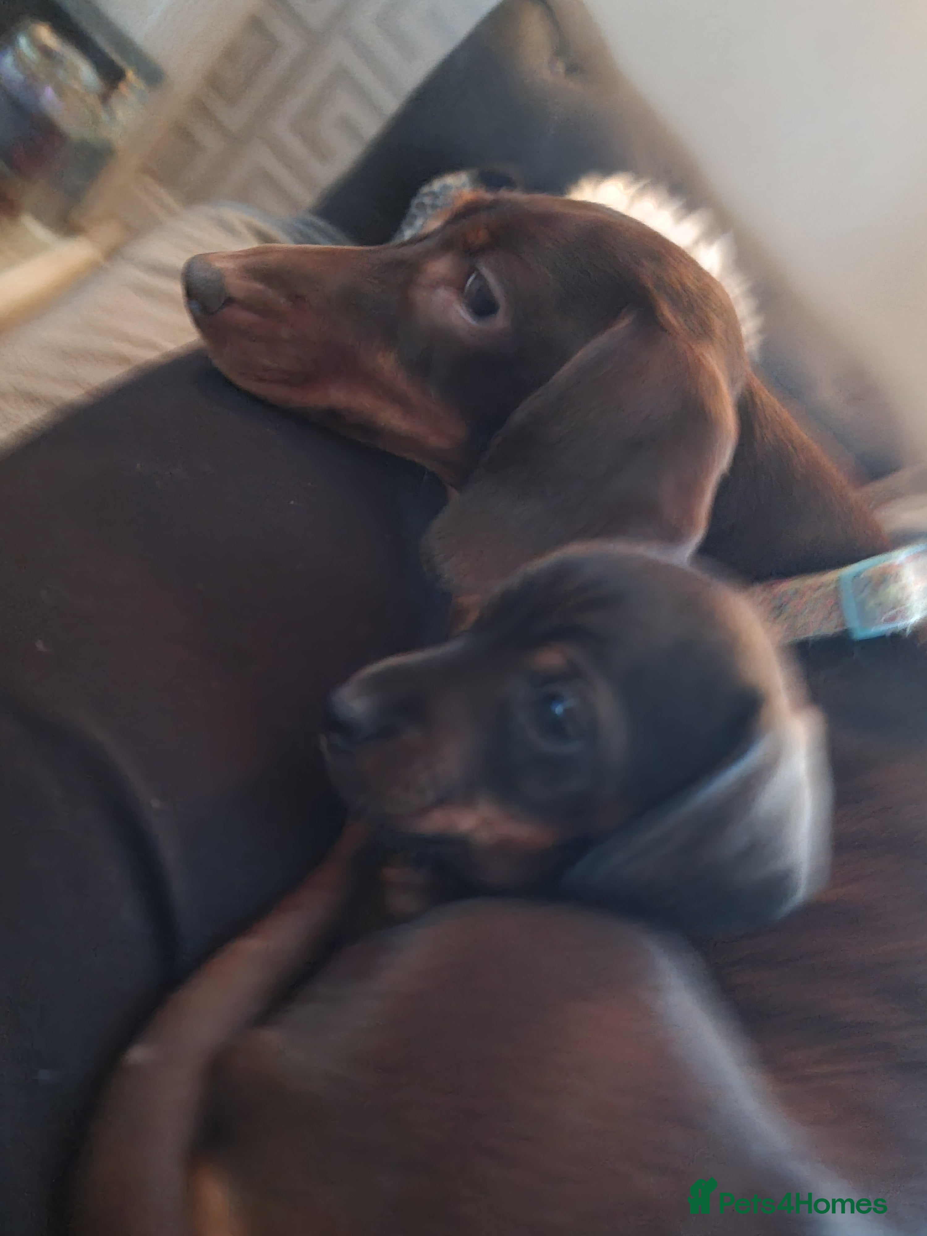 Miniature Dachshund dogs miniture dachshund - Advert 2