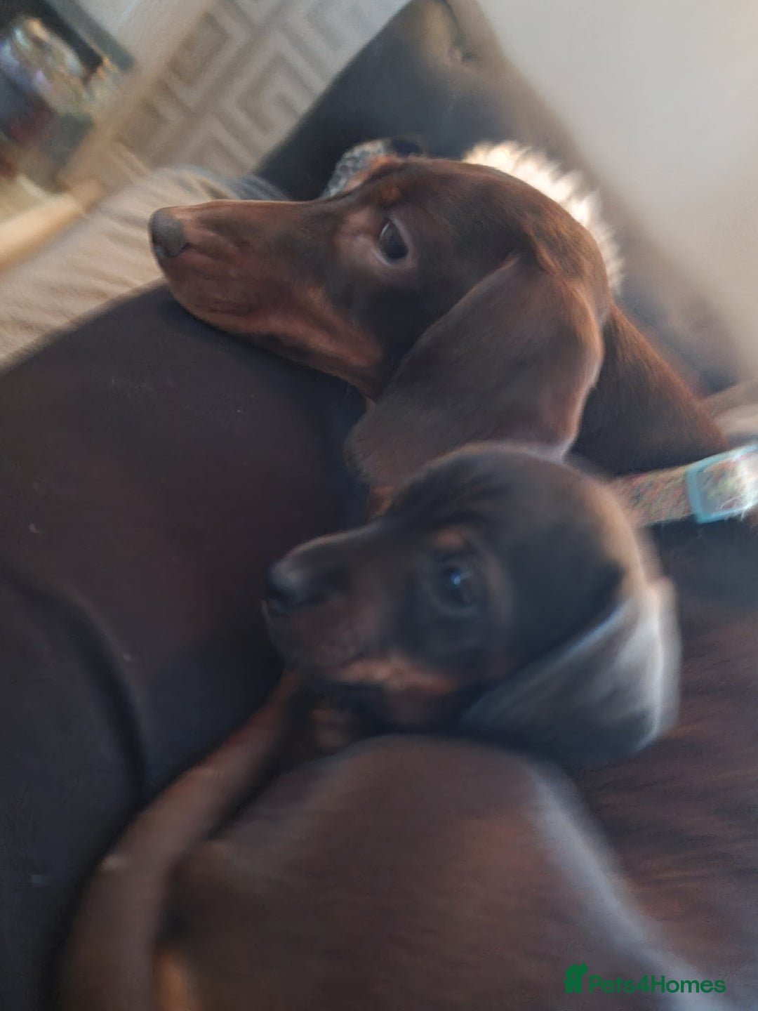 Miniature Dachshund dogs for sale: miniture dachshund - Advert 1