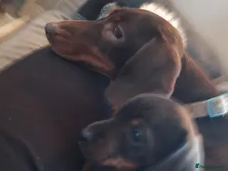 Miniature Dachshund dogs miniture dachshund - Advert 10