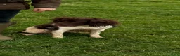 English Springer Spaniel dogs for sale: KC Registered Springer Spaniel Puppies for sale - Advert 8