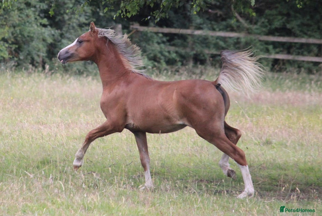 Welsh Section B horses for sale: Welsh sec b yearling colt  - Image 3