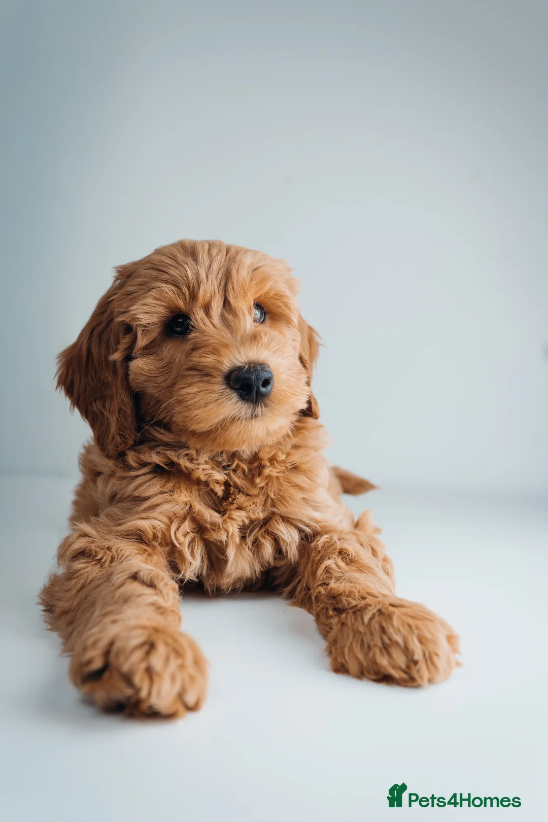 Labradoodle dogs for sale: LAST FEW PUPS - F2B Labradoodle Puppies - Advert 27