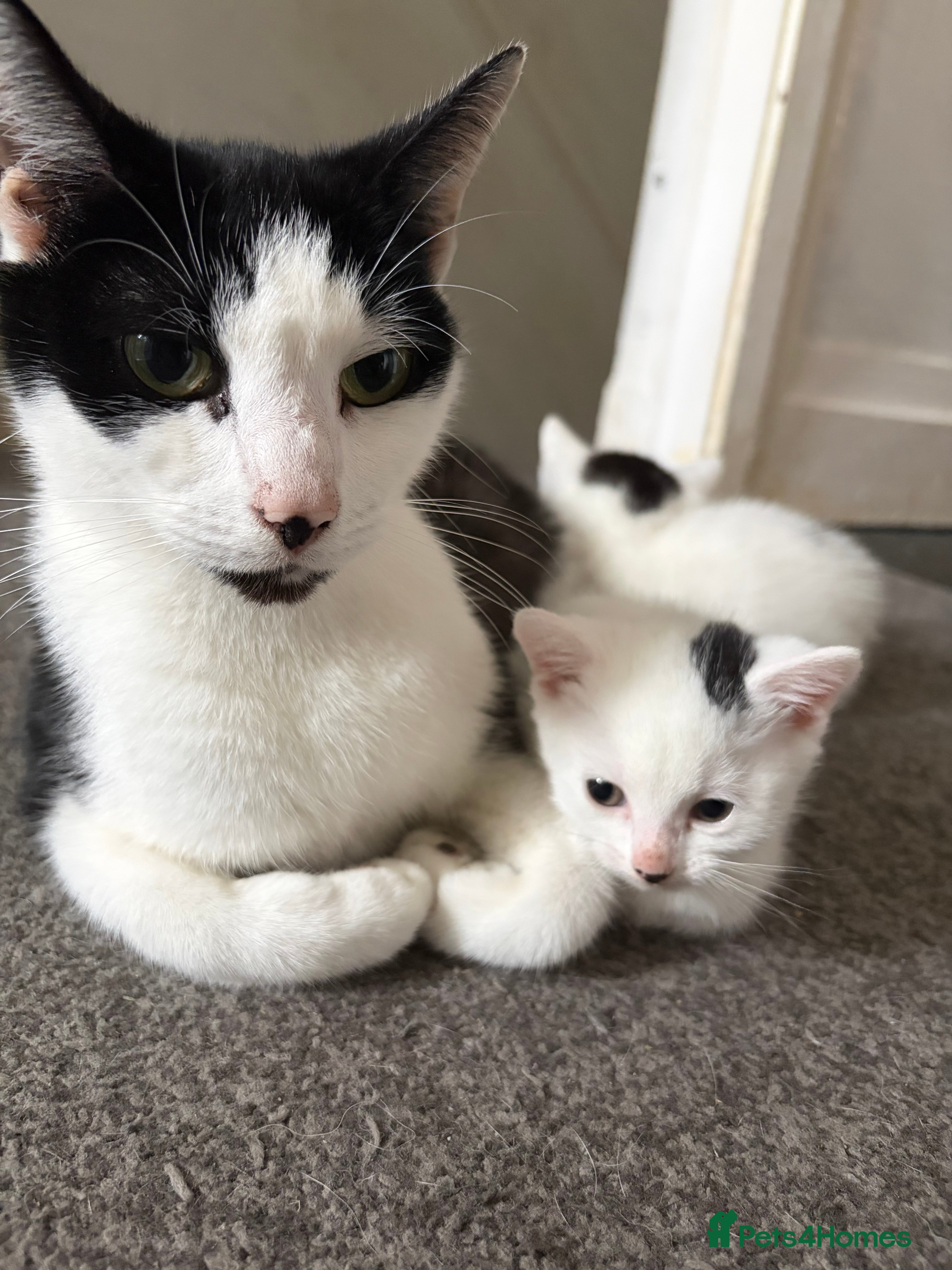 British Shorthair cats Female white and black kittens  - Advert 1