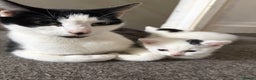 British Shorthair cats for sale: Female white and black kittens  - Advert 1