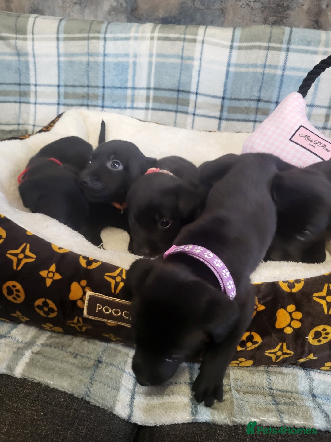 Labrador Retriever dogs for sale: KC registered Labrador Retriever puppies - Advert 7