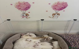 Ragdoll cats for sale: ⭐️TICA REG⭐️Pedigree Ragdoll Kittens DNA CLEAR ✅  - Image 8