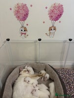 Ragdoll cats - Advert 6