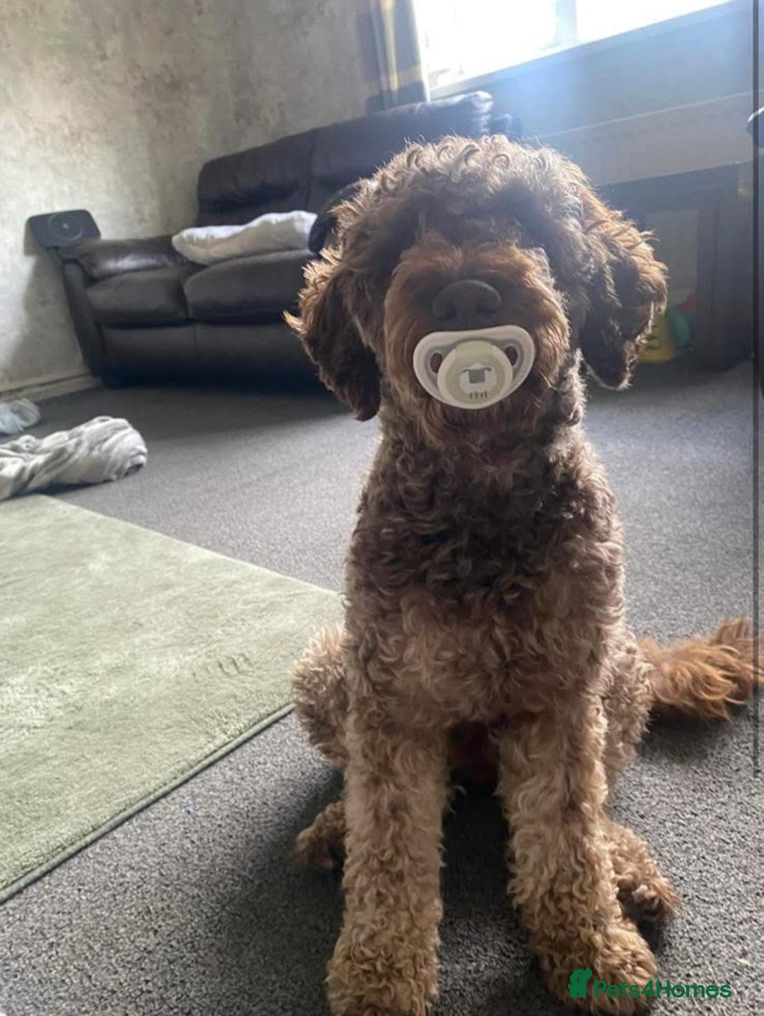 Cockapoo dogs for sale: 1.5 years cockapoo male named Teddy - Image 1