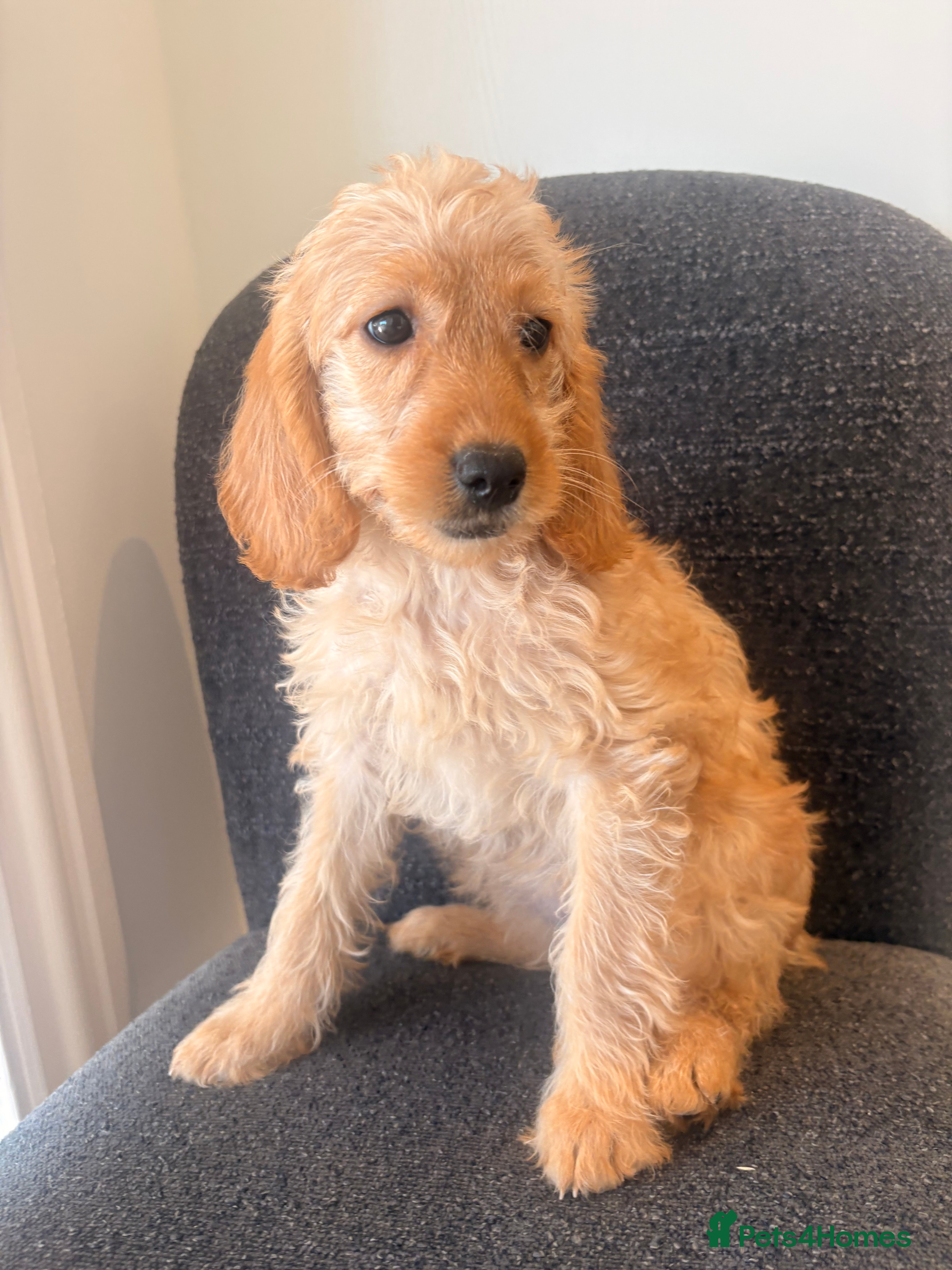 Labradoodle dogs LICENSED BREEDER HEALTH TESTED MINI LABRADOODLES - Advert 2