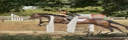 English Thoroughbred horses for sale: Super safe teenagers dream  - Advert 8