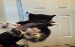 American Curl cats for sale: 4 littens - Image 5