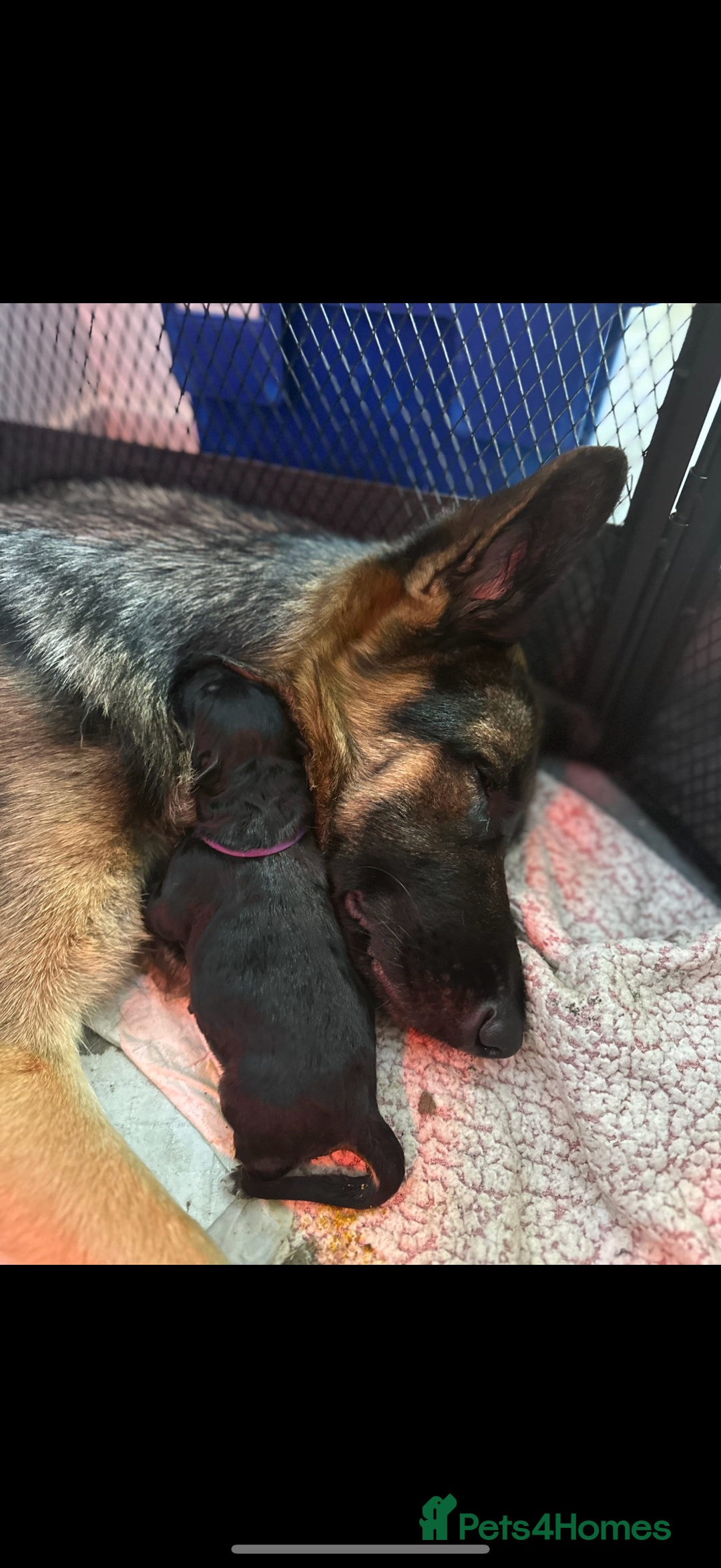German Shepherd dogs for sale: Beautiful German Shepherd puppies  - Advert 9