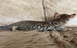 Bengal cats for sale: ❤️ PURE BENGAL KITTENS ❤️ - Image 23