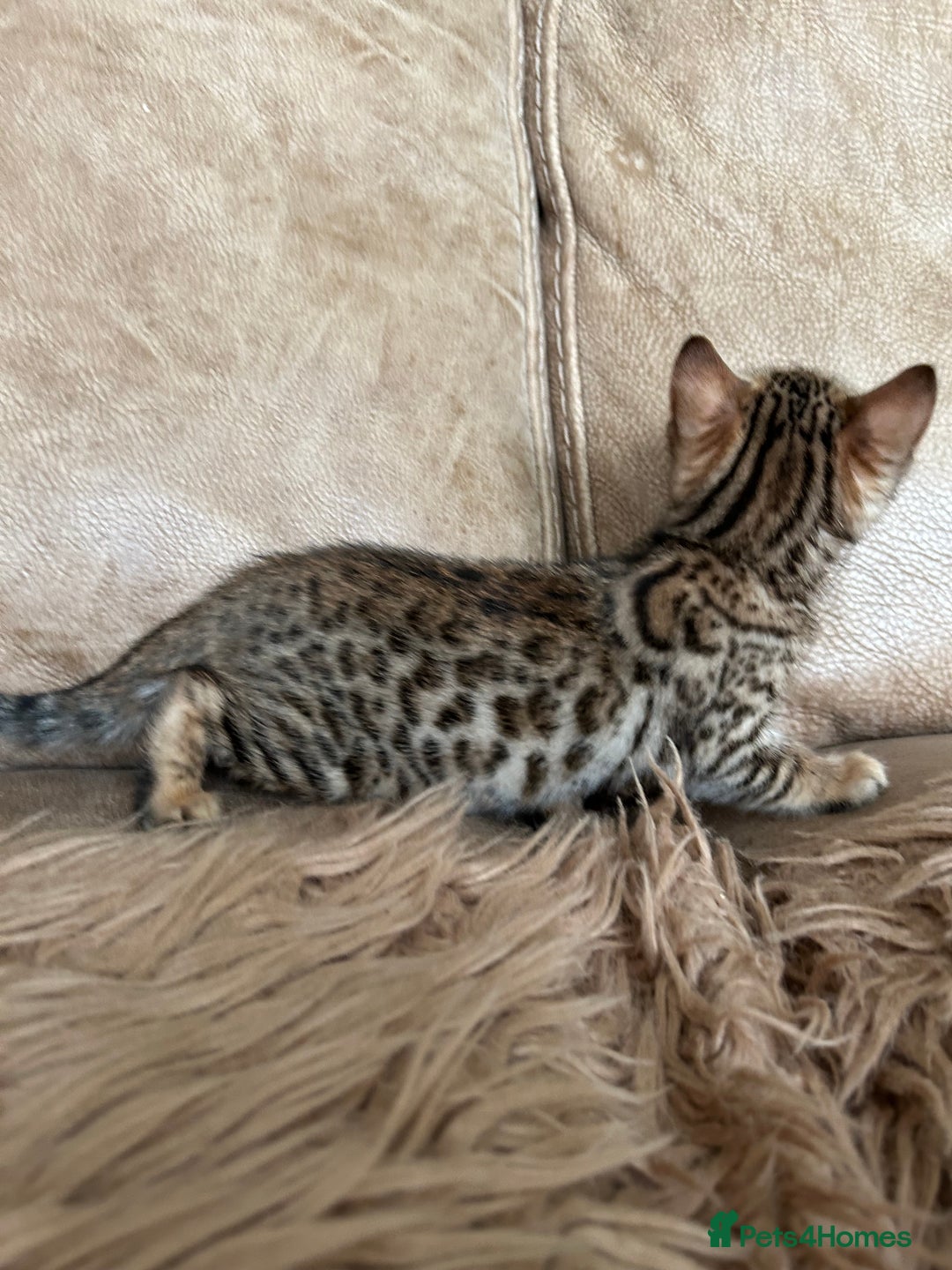 Bengal cats for sale: ❤️ PURE BENGAL KITTENS ❤️ - Image 23