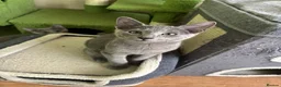 Russian Blue cats for sale: TICA 5* Pedigree Russian blue kittens - Advert 8