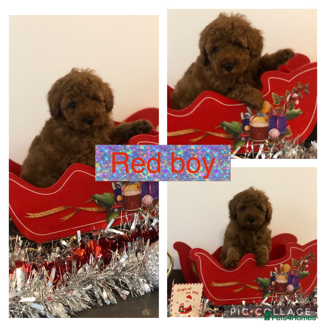 Toy Poodle dogs for sale: Kc Toy poodle male puppy ready to leave PRA CLEAR  - Advert 5