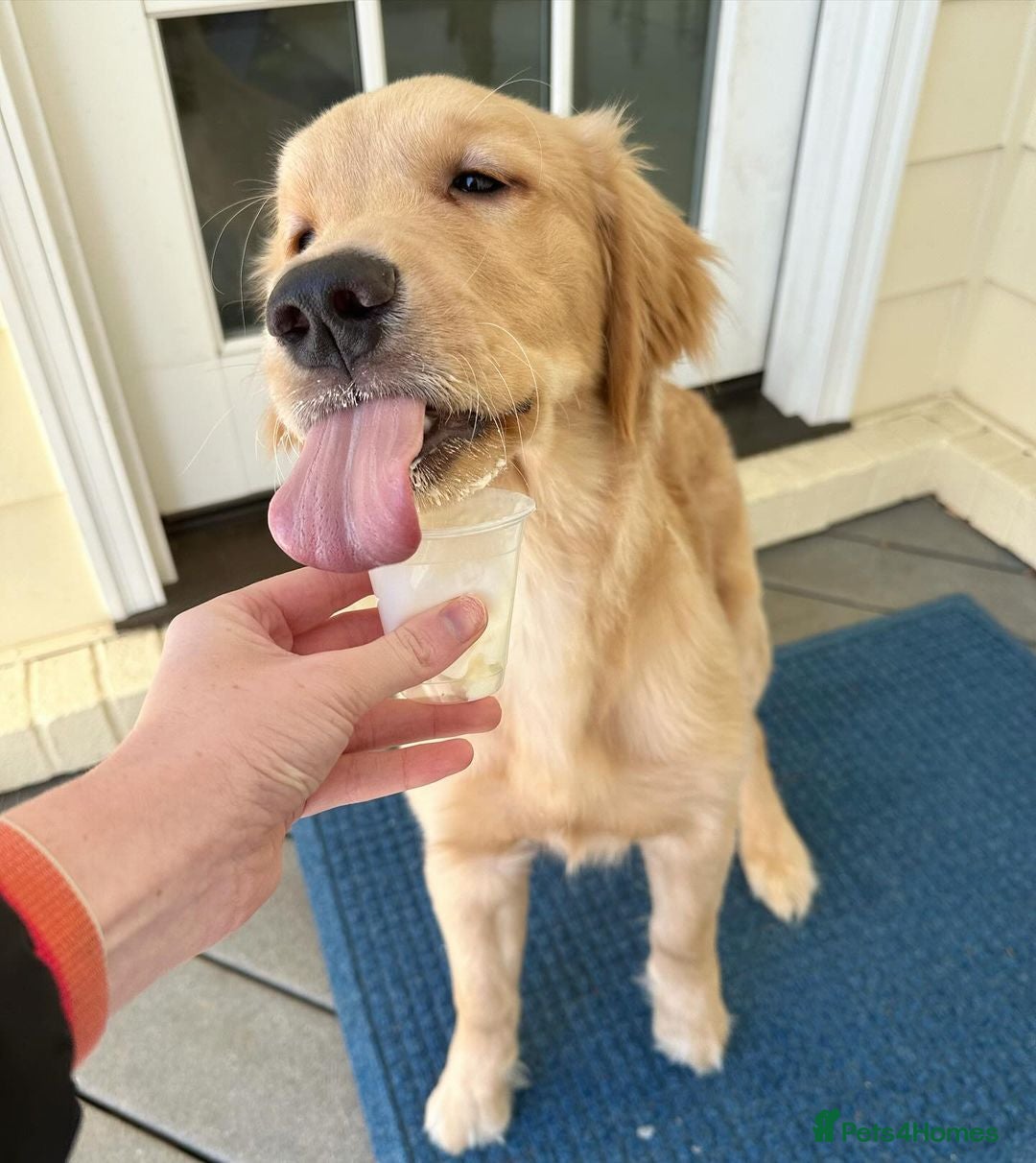 Golden Retriever dogs for sale: Simba – Handsome Golden Retriever Puppy - Image 2