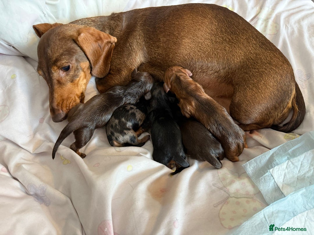 Dachshund dogs for sale: Beautiful dachshunds - Image 2