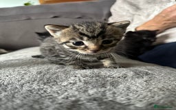 Domestic Shorthair cats for sale: 6 beautiful kittens available  - Image 10