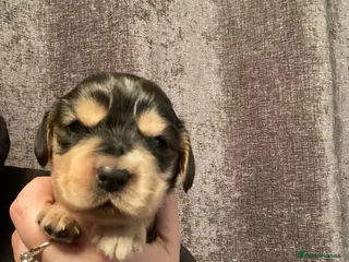 Cocker Spaniel dogs Gorgeous show cocker spaniels - Advert 6