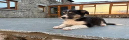 Border Collie dogs for sale: Beautiful Welsh Border Collie Puppies in Brecon - Advert 10