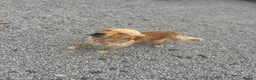 Golden Retriever dogs for sale: Golden retriever  - Advert 3