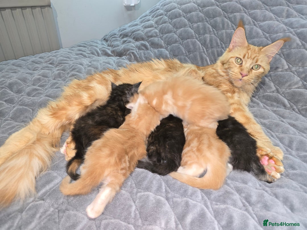 Maine Coon cats for sale: Beautiful Maine Coon kittens  - Advert 17