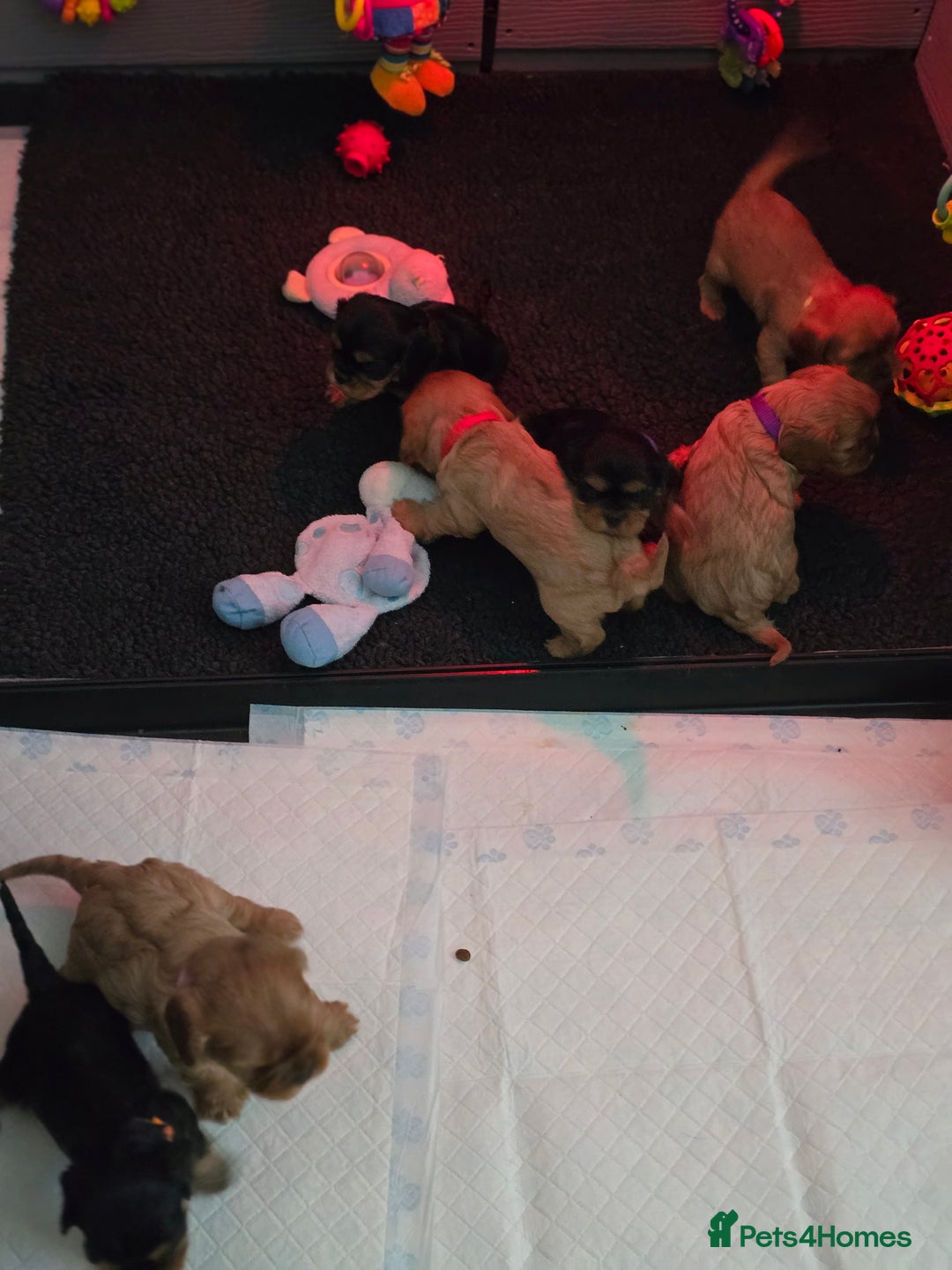 Cavalier King Charles Spaniel dogs for sale: Beautiful Cavalier King Charles Puppies  - Advert 10