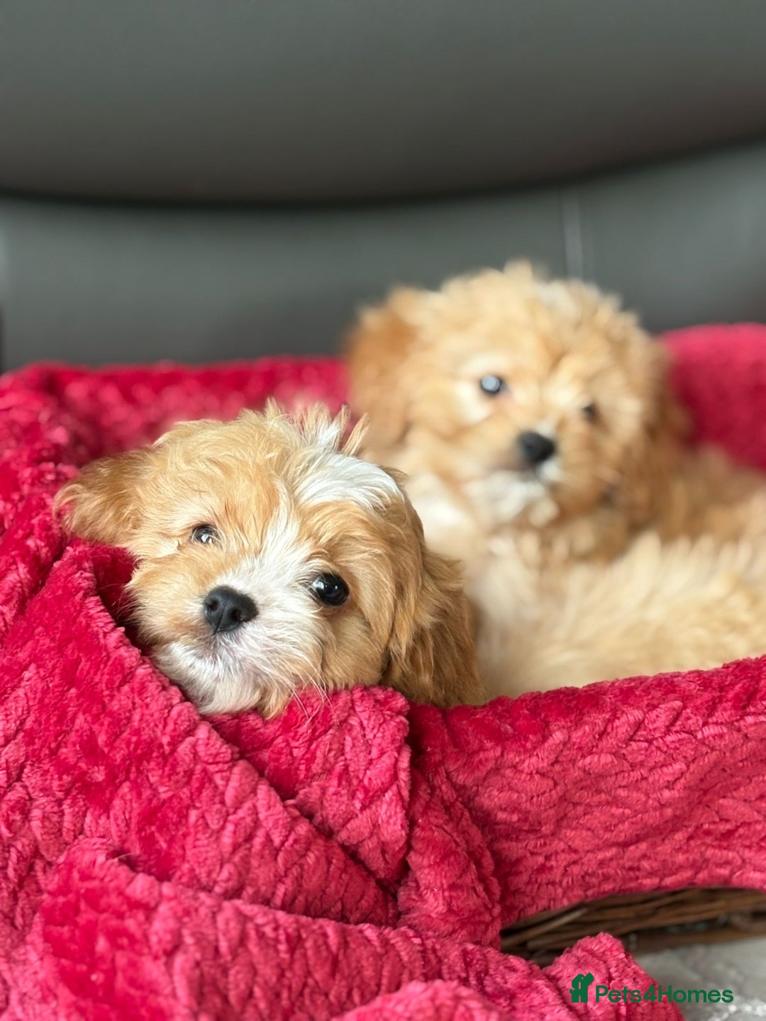 Cavapoo dogs for sale: Beautiful cavapoos ready now - Advert 22