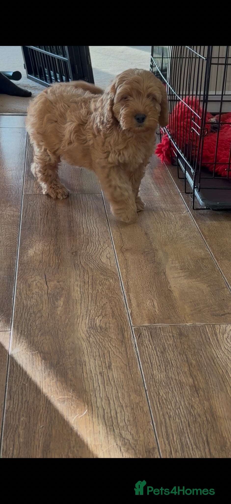 Cockapoo dogs Adorable F1 Cockapoo boy - Advert 2