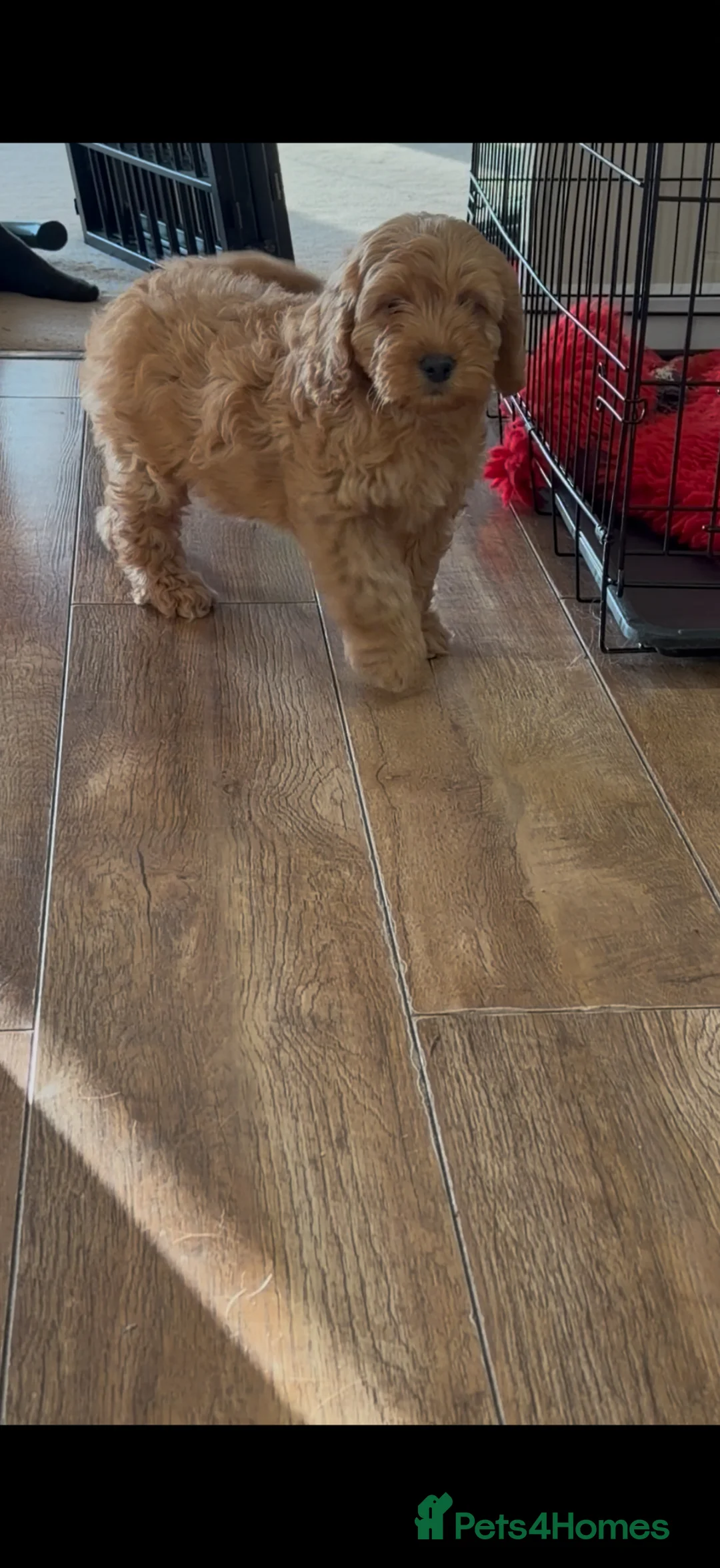 Cockapoo dogs for sale: Adorable F1 Cockapoo girl - Advert 2