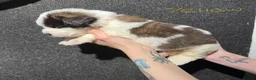 Saint Bernard dogs for sale: 4 Saint Bernard Puppies left  - Advert 9