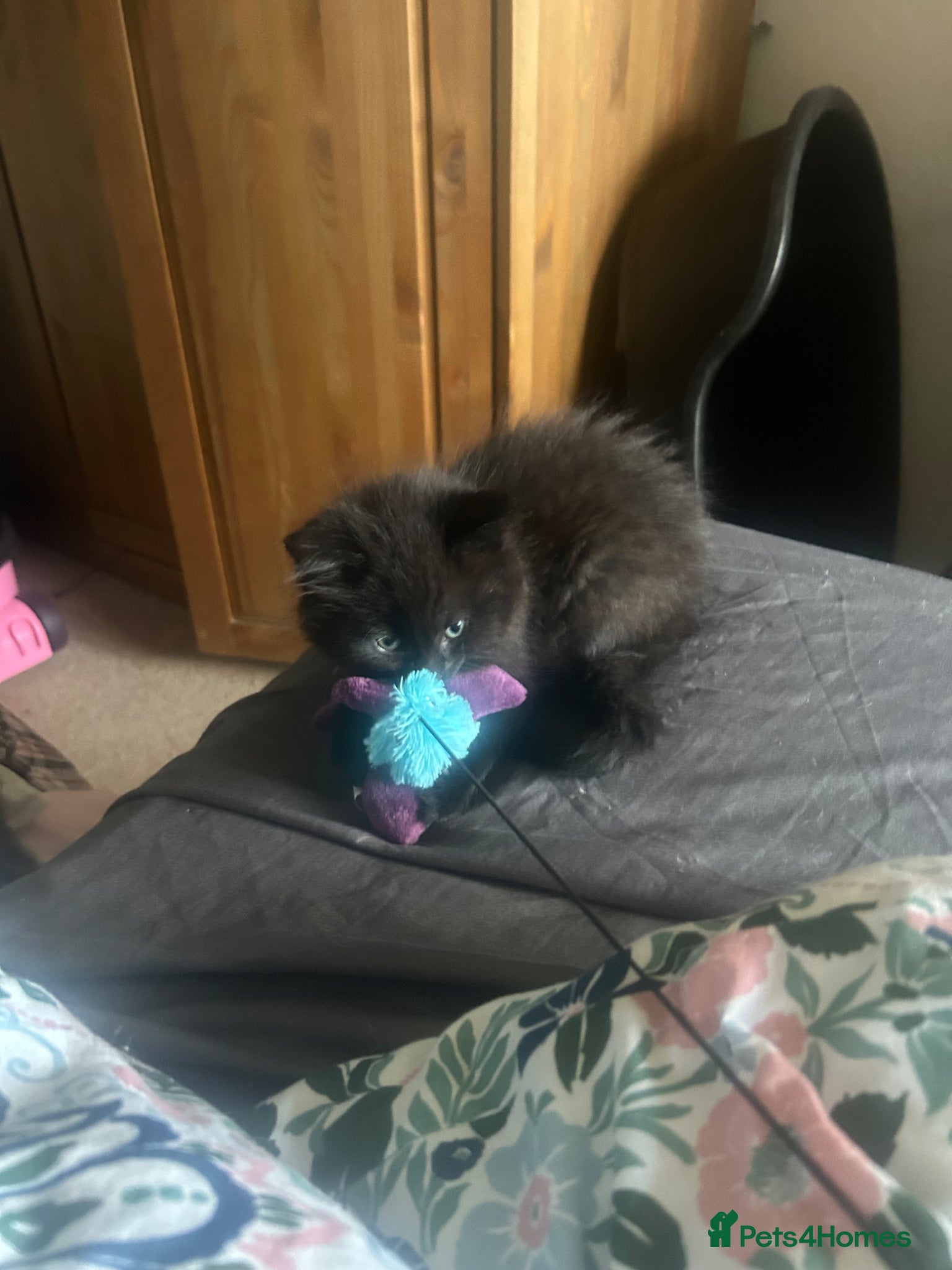 Ragdoll cats for sale: Ragdoll mixed kittens for sale  - Advert 2