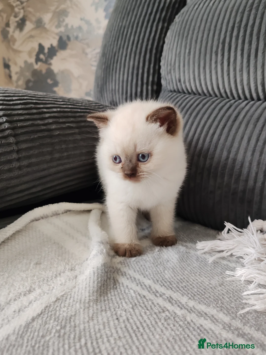 British Shorthair cats for sale: British shorthair kittens  - Advert 1