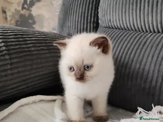 British Shorthair cats British shorthair kittens - Advert 3