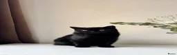 British Shorthair cats for sale: Stunning Black British Shorthair! - Advert 9