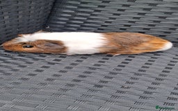 Guinea Pig rodents for sale: 2 baby girl guinea pigs and 3 boys  - Image 2
