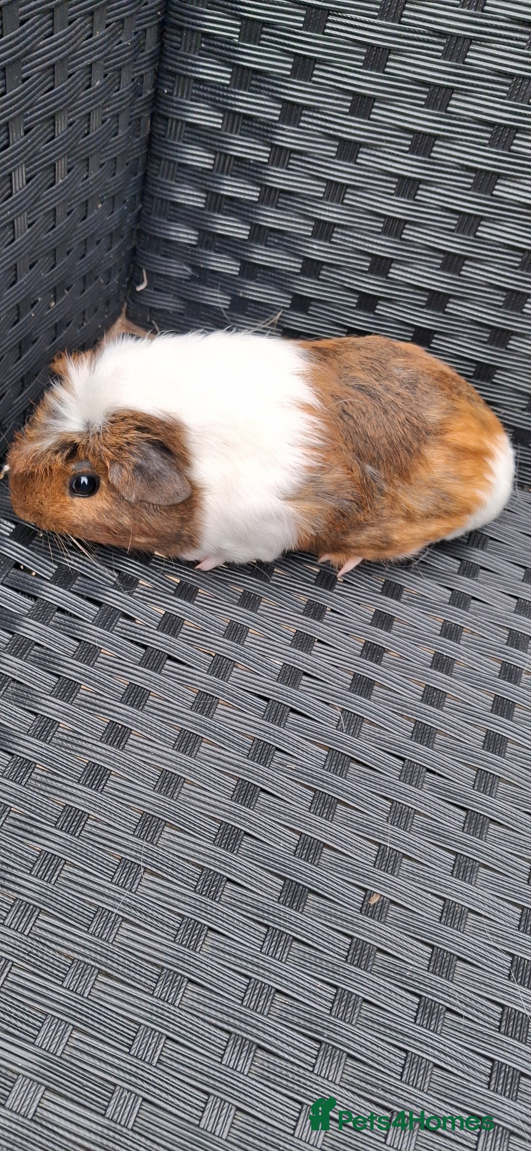 Guinea Pig rodents for sale: 2 baby girl guinea pigs and 3 boys  - Image 2