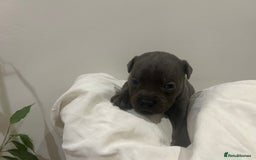 Staffordshire Bull Terrier dogs for sale: KC reg blue staffordshire bull terrier - Image 6